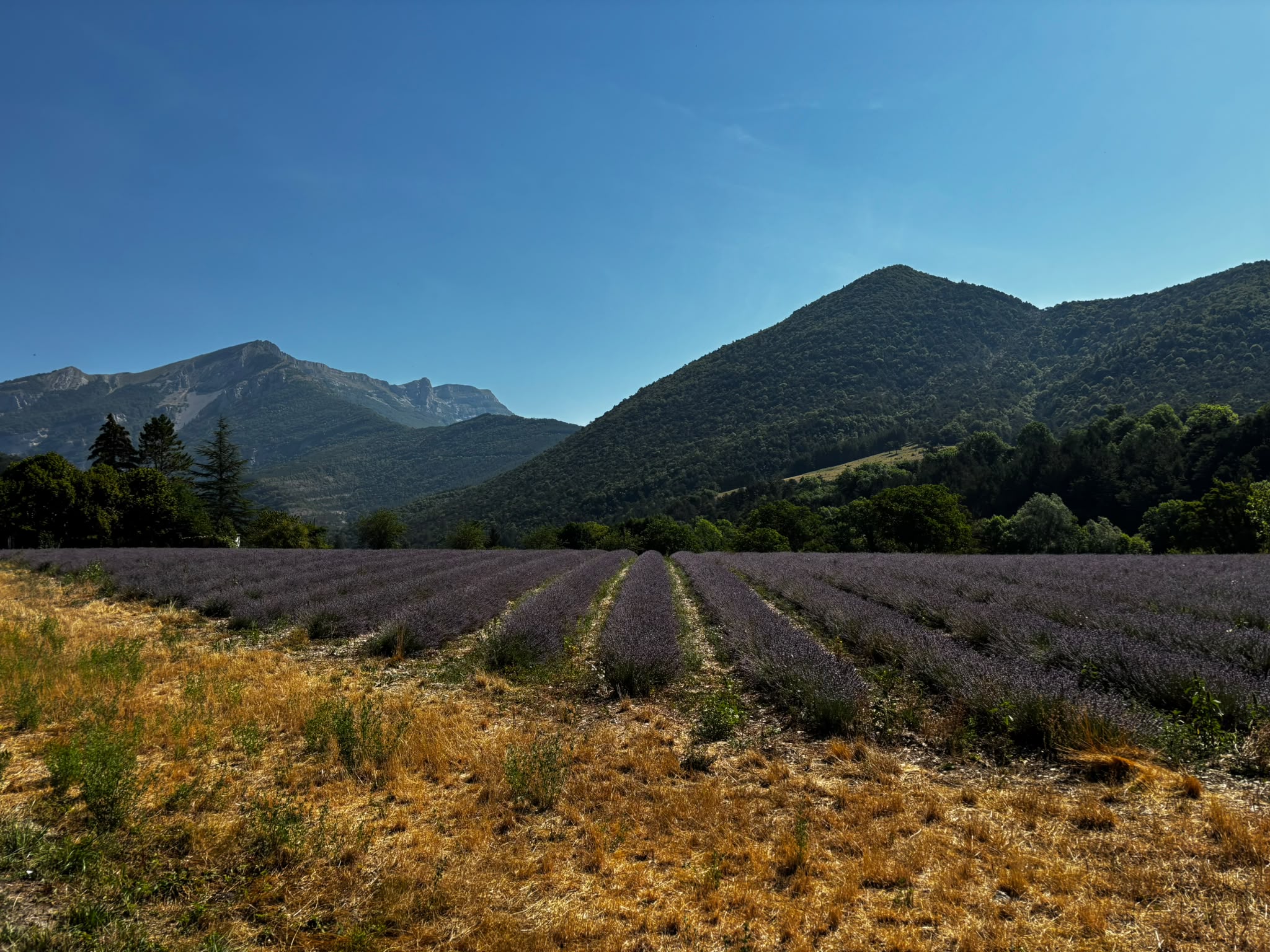 Champs de lavande
